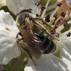 Andrena nasonii