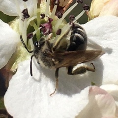 Andrena nasonii
