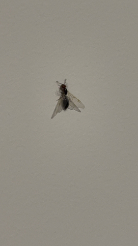 Mediterranean Acrobat Ant