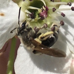 Andrena nasonii