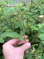 Rubus laudatus