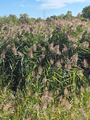 Phragmites australis, photograph (c) John Devoe, some rights reserved (CC BY)