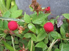 Rubus hirsutus