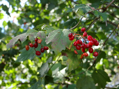 guelder-rose