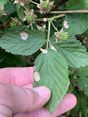Rubus laudatus