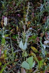 Atriplex prostrata, photograph author not stated, no rights reserved