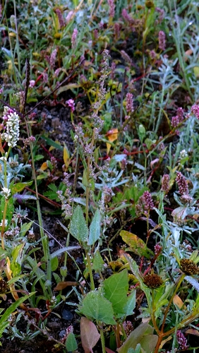 Atriplex prostrata