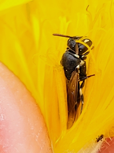 Hylaeus leptocephalus observed 2026-09-25