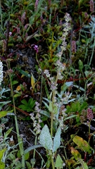 Atriplex prostrata, photograph author not stated, no rights reserved