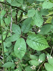 Rubus laudatus