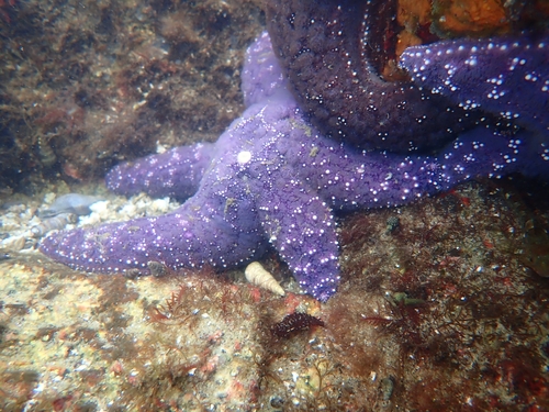 Ochre Sea Star