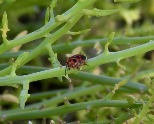 red cabbage bug