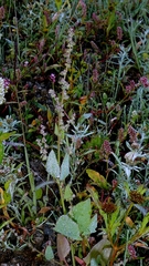 Atriplex prostrata, photograph author not stated, no rights reserved