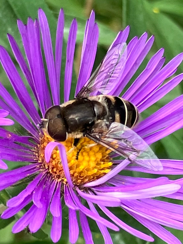 Black-shouldered Drone Fly