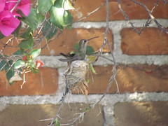 Phaeoptila sordida