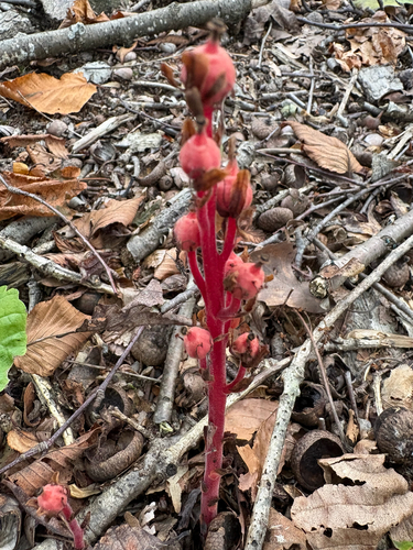 pinesap