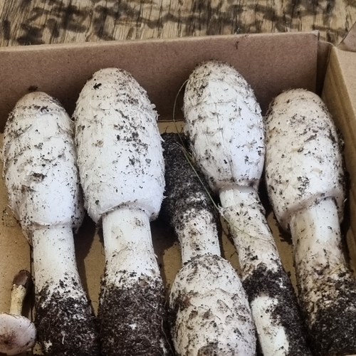 Shaggy Mane
