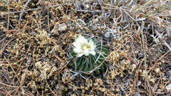 Echinofossulocactus phyllacanthus