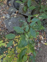 Fagus grandifolia, photograph (c) Nick Kleinschmidt, some rights reserved (CC BY)