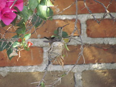 Phaeoptila sordida