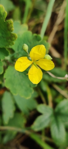 Greater celandine