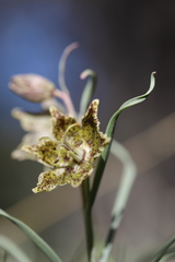 Fritillaria pinetorum