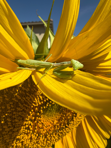 Mediterranean Mantis