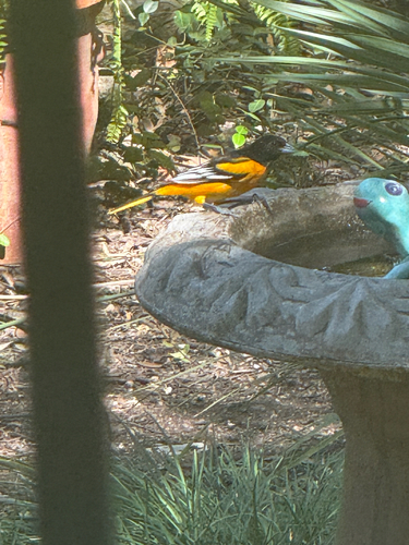 Baltimore Oriole
