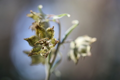 Fritillaria pinetorum