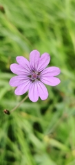 Geranium pyrenaicum