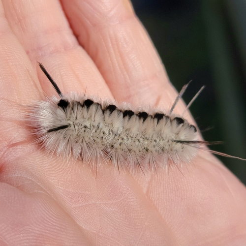 Hickory Tussock Moth