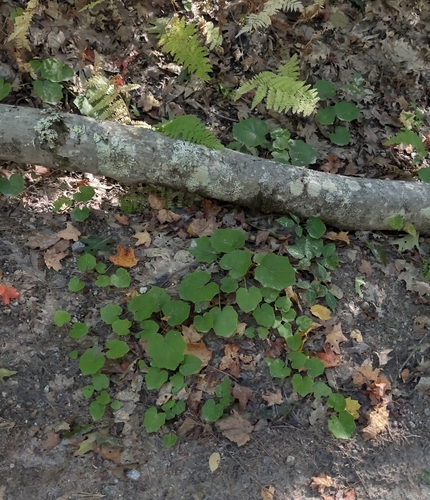 Tussilago farfara, photograph 3