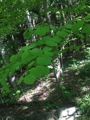 Cercidiphyllum japonicum