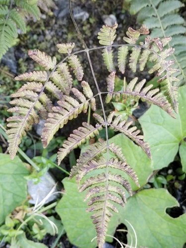 Gymnocarpium robertianum, 2026-09-25