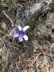 Viola mandshurica