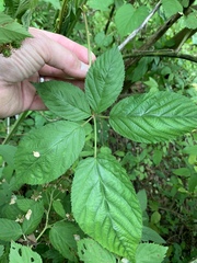Rubus laudatus