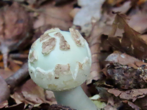 False Death-cap