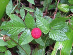 Rubus hirsutus