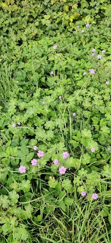 Geranium pyrenaicum, photograph 2