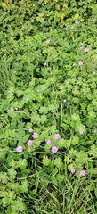 Geranium pyrenaicum, photograph (c) Ondřej Křivan, some rights reserved (CC BY)