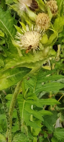 Marmalade Hover Fly