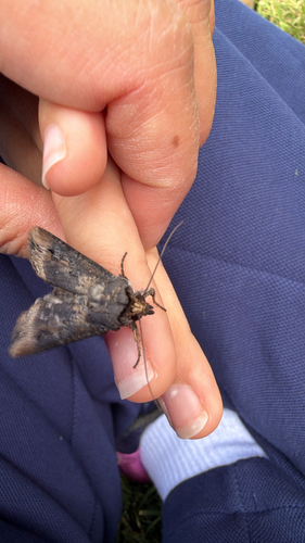 Ipsilon Dart Moth