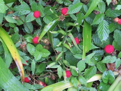 Rubus hirsutus