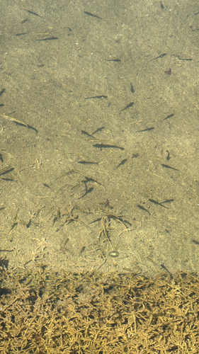 Banded Killifish