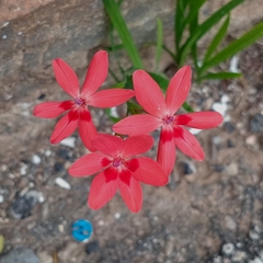 Freesia laxa