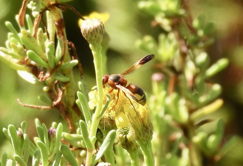 Rhynchium oculatum