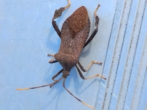 Acanthocephala terminalis