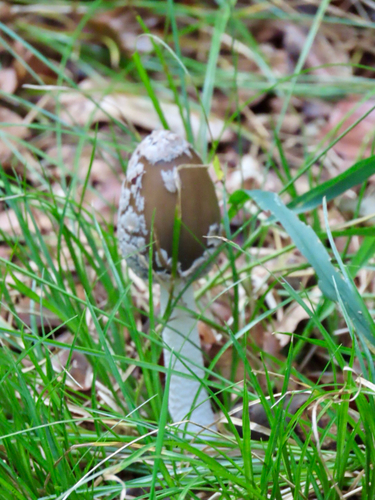 Magpie Inkcap