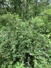 Rubus laudatus
