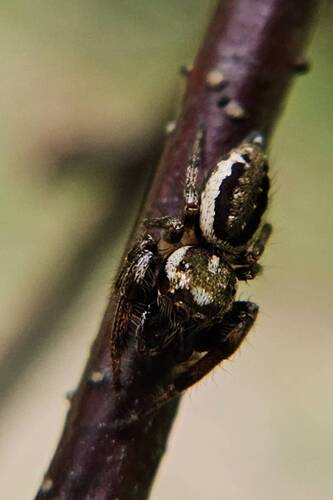 Bronze Jumping Spider